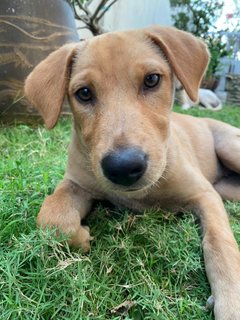 Dou Dou - Mixed Breed Dog