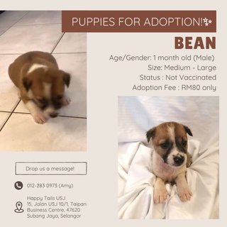 Bean - Mixed Breed Dog