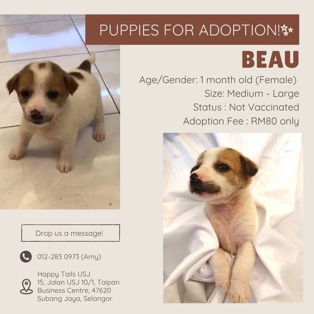 Beau - Mixed Breed Dog