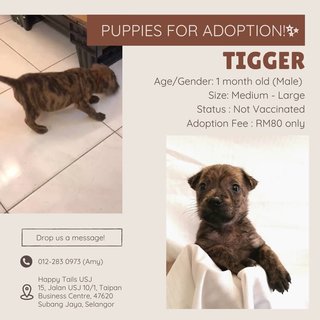 Tigger - Mixed Breed Dog