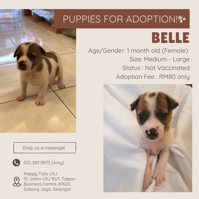 Belle - Mixed Breed Dog