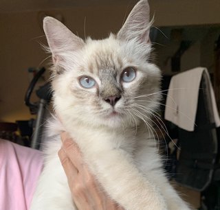 Tai (Formerly Pf107075) - Ragdoll Cat