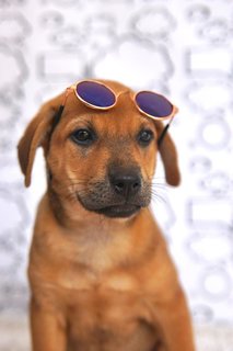 Fifi - Labrador Retriever Mix Dog