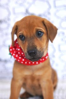 Fifi - Labrador Retriever Mix Dog