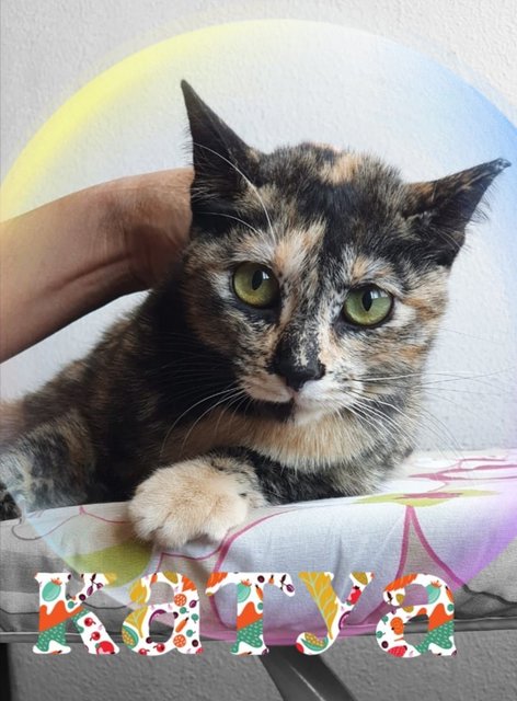 Katya - Tortoiseshell Cat