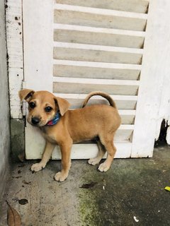 Boxer - Mixed Breed Dog