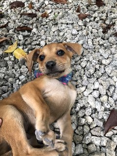 Boxer - Mixed Breed Dog