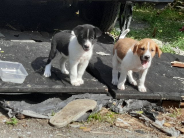  White &amp; Brown (Klang) - Mixed Breed Dog