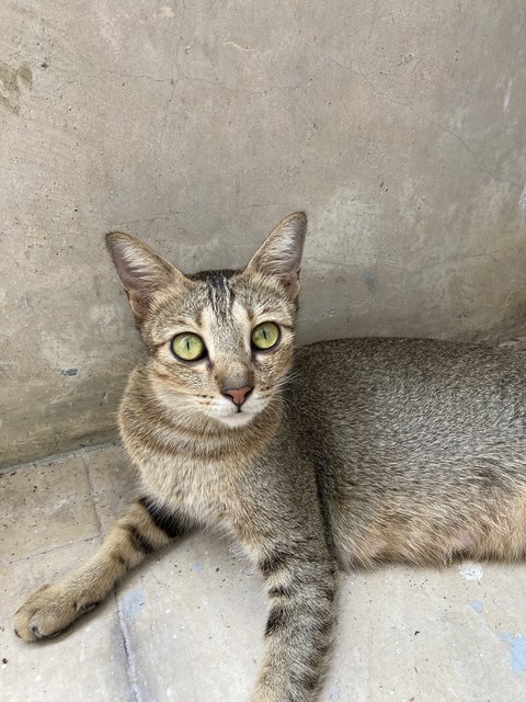 Peabo And Kids  - Domestic Medium Hair Cat