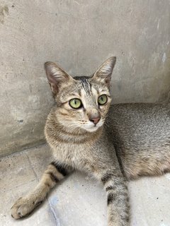 Peabo And Kids  - Domestic Medium Hair Cat