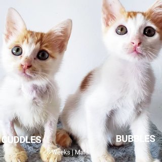 Cuddles Bubbles  - Domestic Short Hair Cat