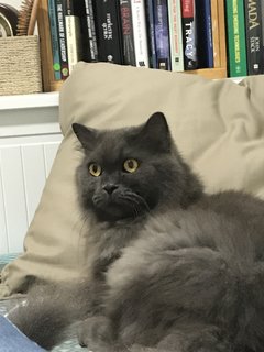 Tyrion - Maine Coon + Persian Cat