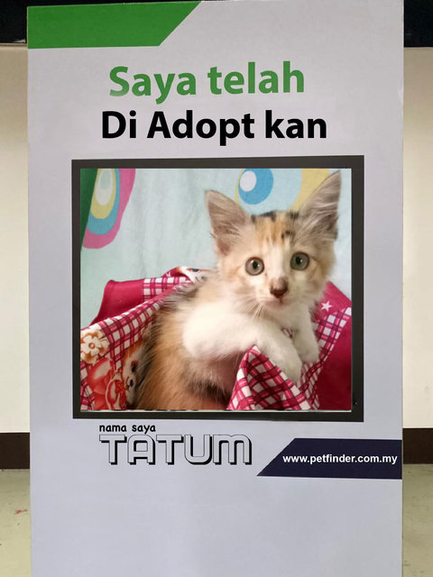 Tatum - Domestic Medium Hair Cat