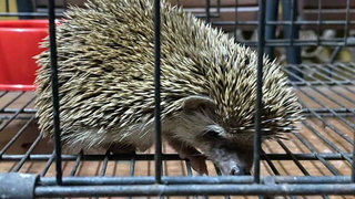 Melaka Hedgehog - Hedgehog Small & Furry