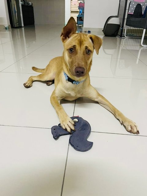Jewel2 - Terrier Dog