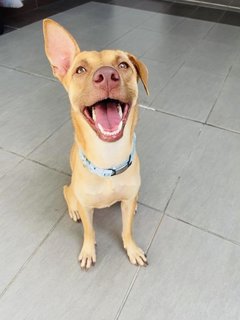 Jewel2 - Terrier Dog