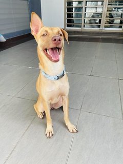 Jewel2 - Terrier Dog