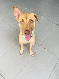 Jewel2 - Terrier Dog