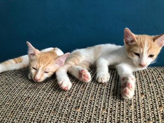 The Nuggets Everest And Roo - Domestic Short Hair Cat