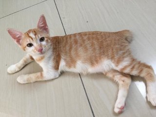 The Nuggets Everest And Roo - Domestic Short Hair Cat