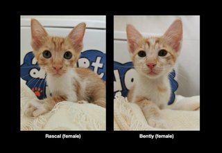 Rascal And Bently  - Domestic Short Hair Cat