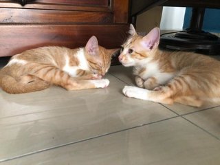 Rascal And Bently  - Domestic Short Hair Cat