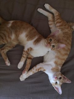 Rascal And Bently  - Domestic Short Hair Cat