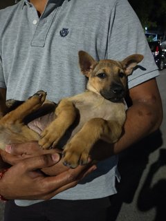 Minnie - Mixed Breed Dog