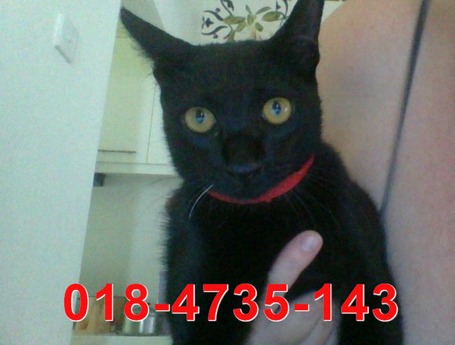 Lost Black Cat, Penang - Domestic Short Hair + Bombay Cat