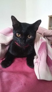 Lost Black Cat, Penang - Domestic Short Hair + Bombay Cat