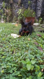 Lost Black Cat, Penang - Domestic Short Hair + Bombay Cat