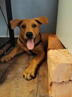 Quezon  - Mixed Breed Dog