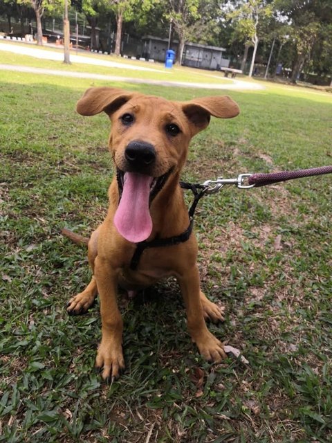 Quezon  - Mixed Breed Dog