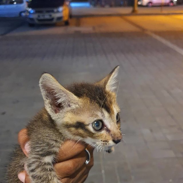 Ella - Domestic Short Hair + Tabby Cat