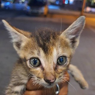 Ella - Domestic Short Hair + Tabby Cat