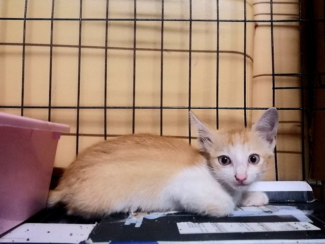 Cream - Domestic Medium Hair + Tabby Cat