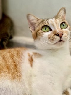 Honeybee - Domestic Short Hair Cat