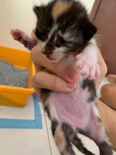 Tricolor Kitten - Domestic Medium Hair Cat