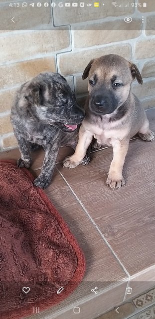 Mixed Brindle Kai  Puppies  - Kai Dog Mix Dog