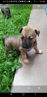 Mixed Brindle Kai  Puppies  - Kai Dog Mix Dog