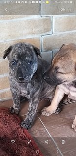 Mixed Brindle Kai  Puppies  - Kai Dog Mix Dog