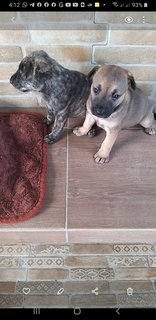 Mixed Brindle Kai  Puppies  - Kai Dog Mix Dog