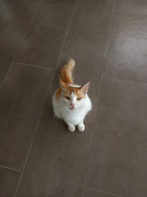 Latte - Turkish Van Cat