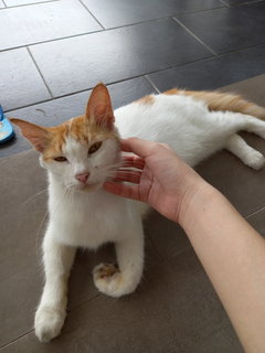 Latte - Turkish Van Cat