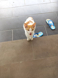 Latte - Turkish Van Cat