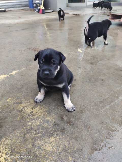 Puppies  - Mixed Breed Dog