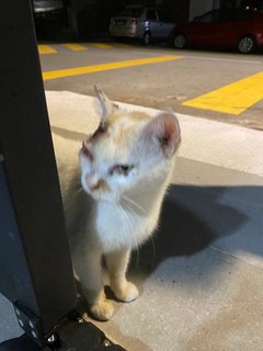 Cutie - Domestic Short Hair Cat