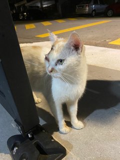 Cutie - Domestic Short Hair Cat