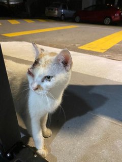 Cutie - Domestic Short Hair Cat