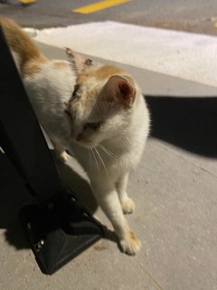 Cutie - Domestic Short Hair Cat